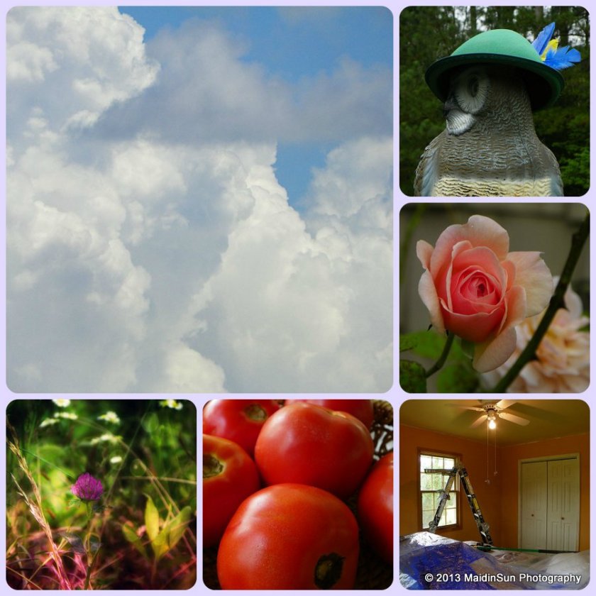 Clockwise from top left:  Clouds; hat (on Prince Owlbert's head); flower; in progress (getting ready to paint Bedroom 3); fresh (tomatoes); bokeh.