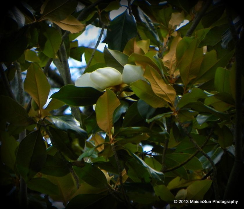 The magnolias are blooming, too.