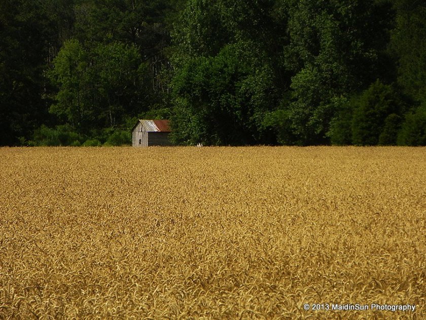 Outbuilding at the edge of a field of wheat.