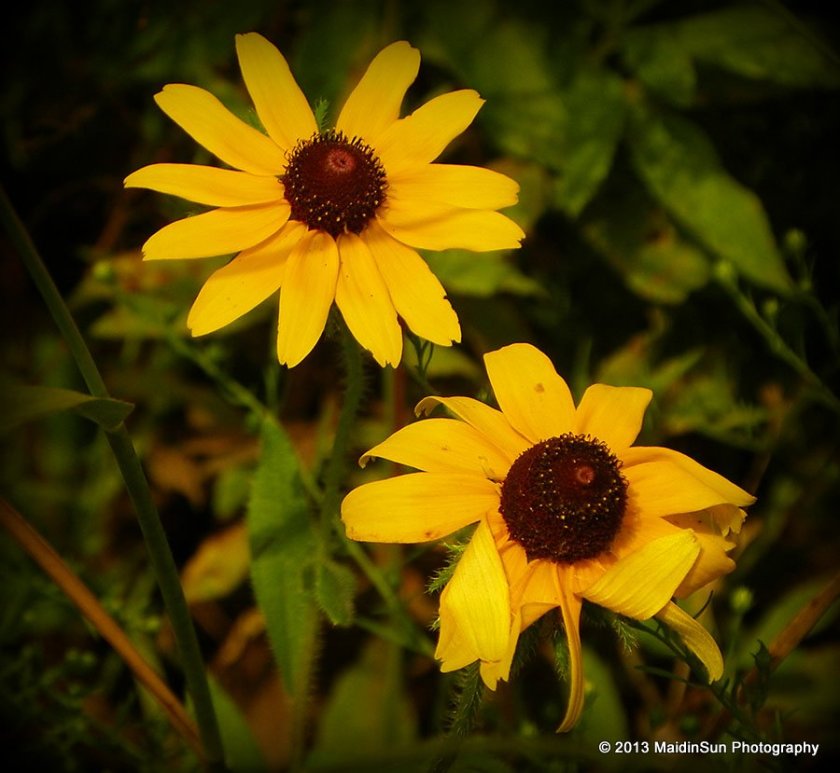There are still a few Black-Eyed Susans blooming in the meadow.
