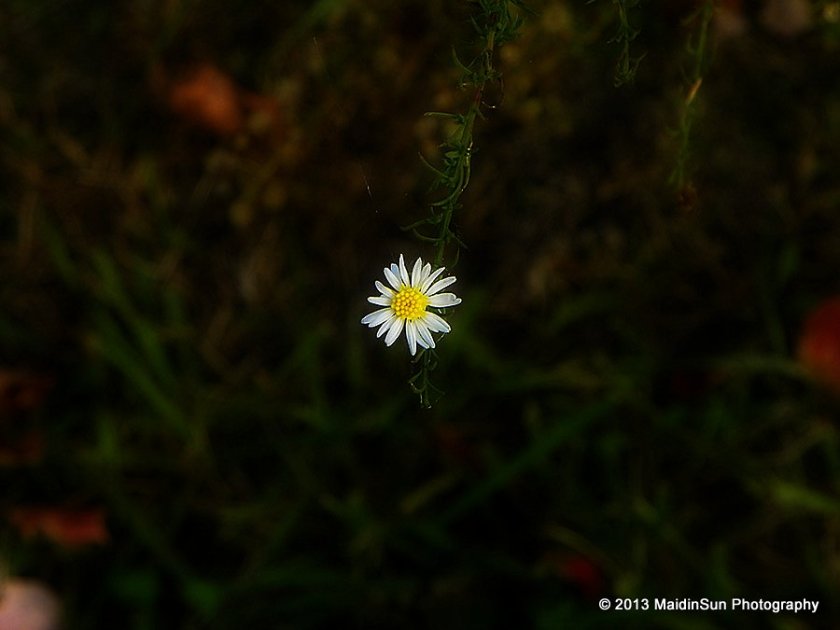 One little aster in a big meadow