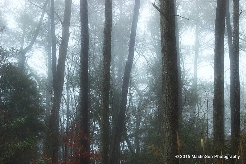 Misty woods.
