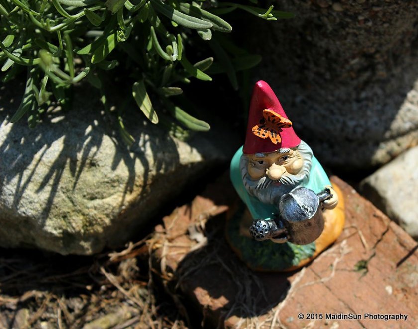 One of two gnomes.