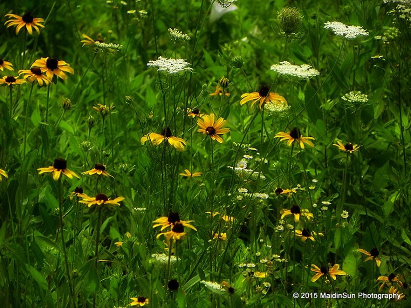 Queen Anne's Lace, Black-Eyed Susans, Daisies, and Morning Glories.