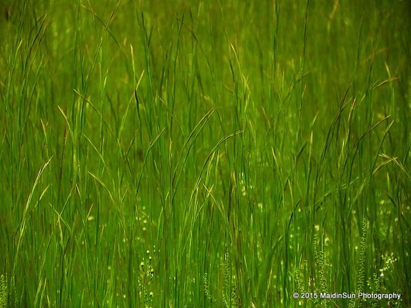 Grasses dance in the meadows.