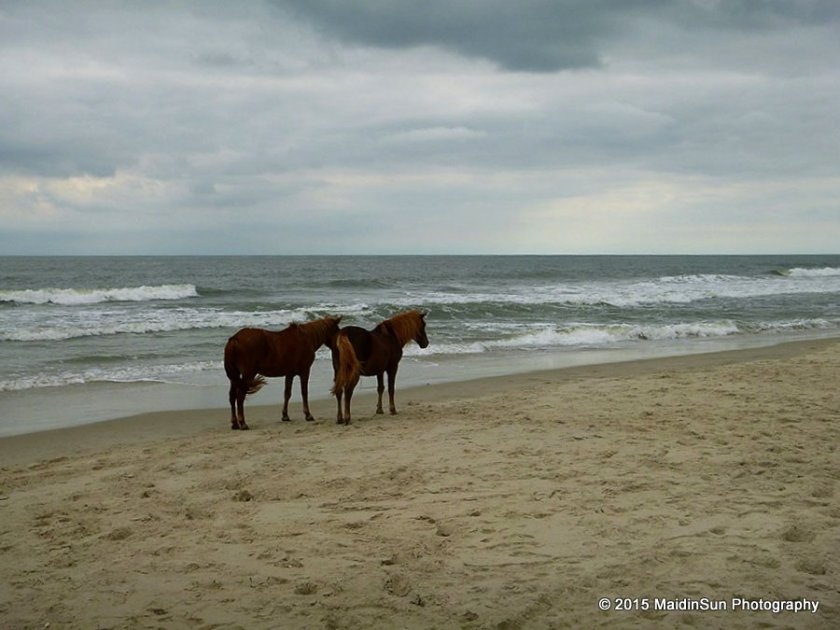 On the beach yesterday. Assateague Island State Park, Maryland.