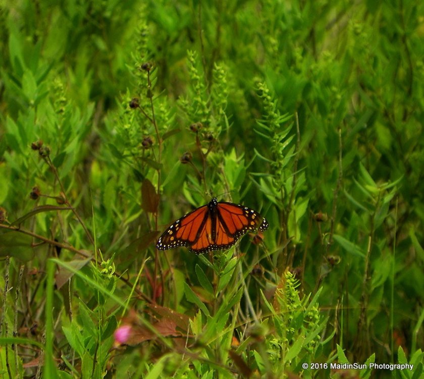 A Monarch in the wildflowers.