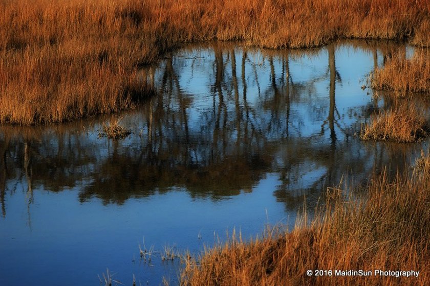 Reflections in the marsh.