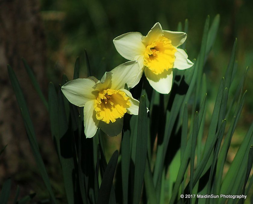 Daffodils smiling at the sun.