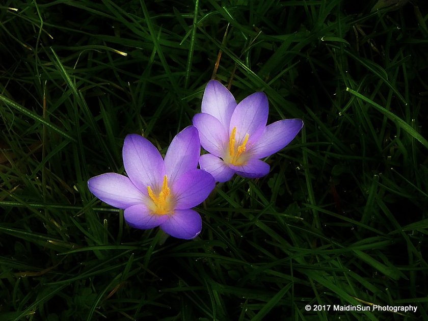 One more look at the crocuses.